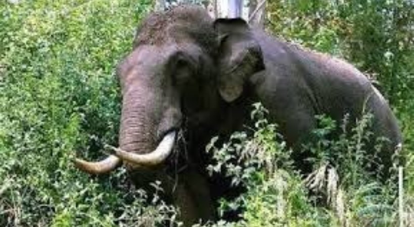 old woman died in wild elephant attack malakkappara