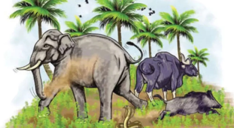 wild elephant