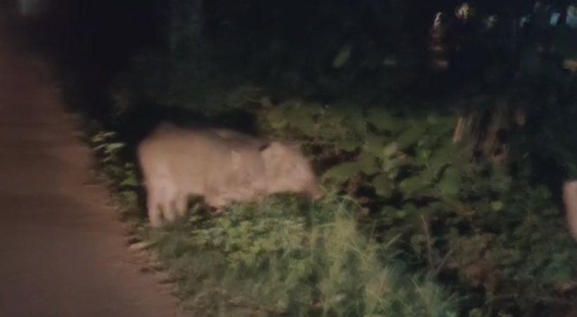 wildboar