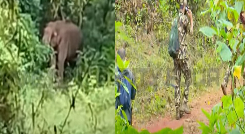 elephant