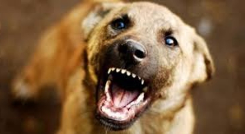 stray dog attacked 72 people in Kannur