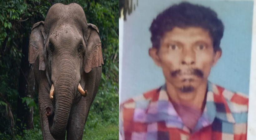 wild elephant