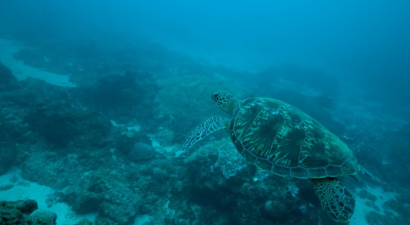 Climate change and plastic waste threaten marine biodiversity