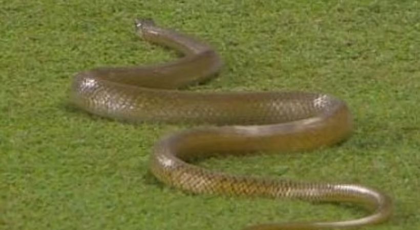 Snake R Premadasa Stadium Colombo