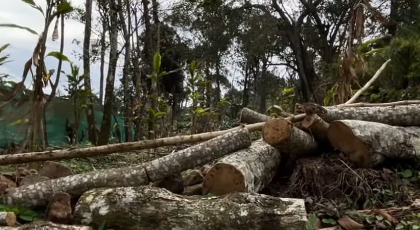 Timber theft on CHR land in Shanthanpara