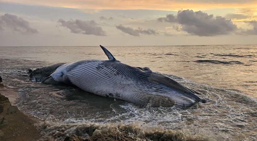 Whale