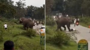 wild elephant attack against malayali tourist in bandipur video