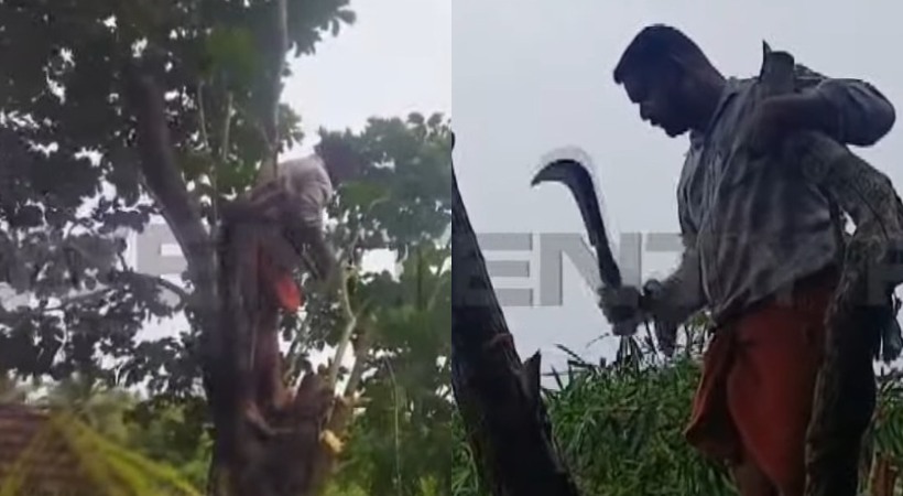Teacher cuts down tree that posed a safety threat to school
