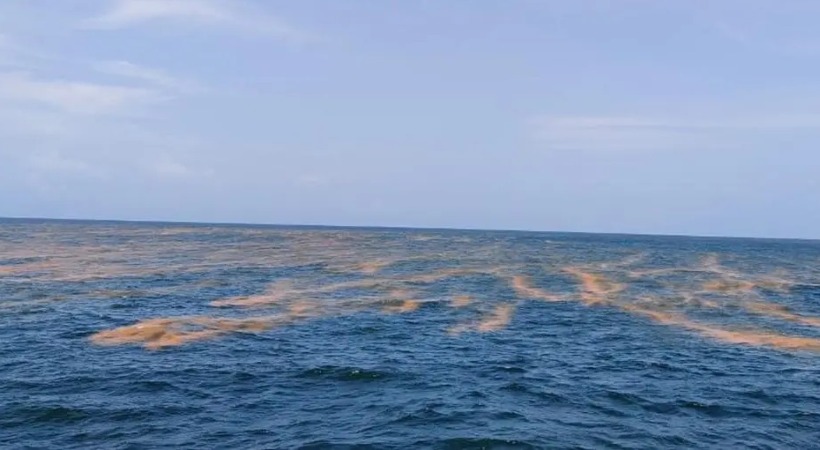 red tides off Kerala coast linked to continuous monsoon runoff CMFRI
