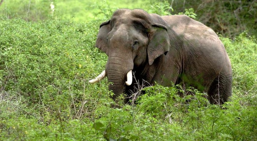 elephant attack
