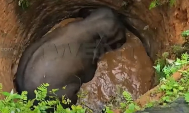 elephant in well
