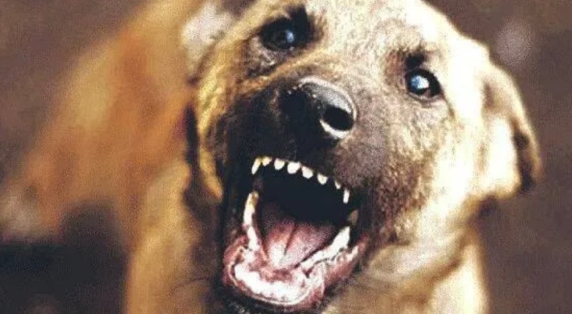 stray dog