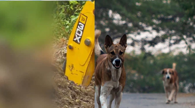 stray dog munanr
