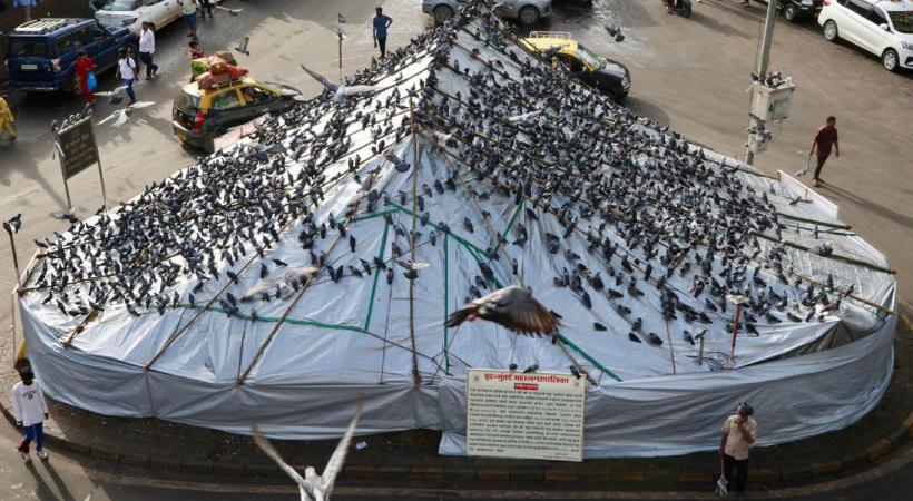 Marathi, Jain groups face off over feeding pigeons at Kabutar Khana