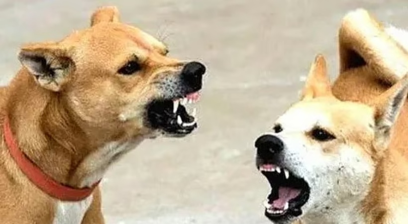 Woman Mauled To Death By Pack Of Dogs In UP