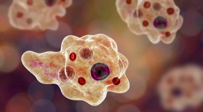 Amebic encephalitis