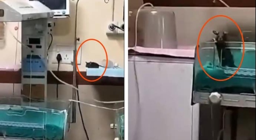 Rats bite 2 babies at Indore hospital, one baby died