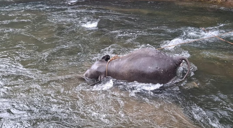 wild elephant